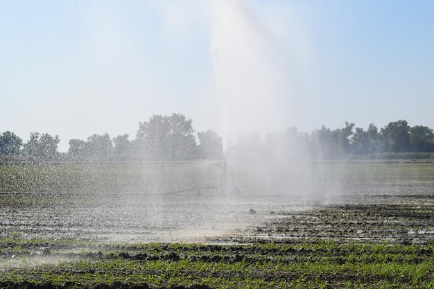 Sistema de riego en el campo de melones Riego de los campos rociador