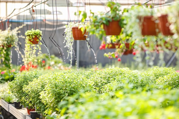 Sistema de riego por goteo para plantas en el invernadero.