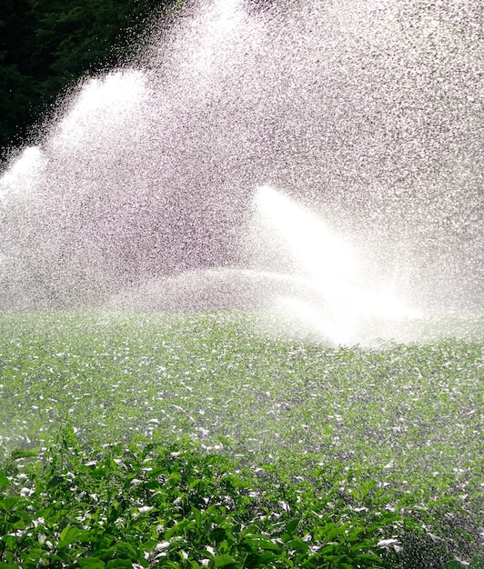 Sistema de rociadores de agua al sol de la mañana en una plantación