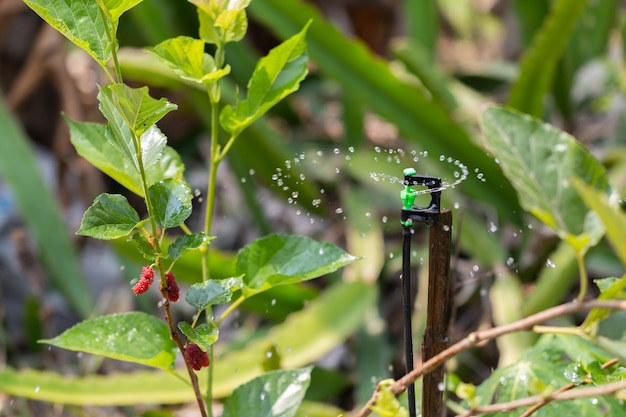 Foto sistema de rociadores para el riego de las plantas