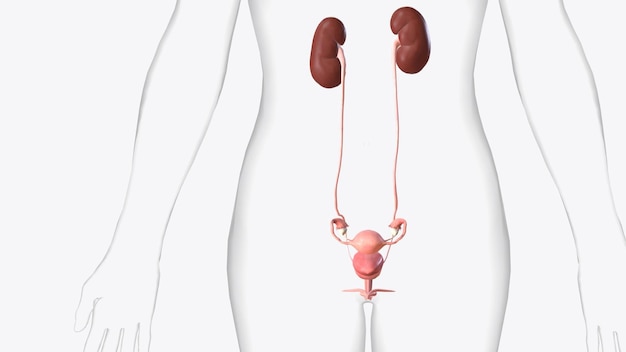El sistema urinario se compone de los riñones, los uréteres, la vejiga urinaria y la uretra.