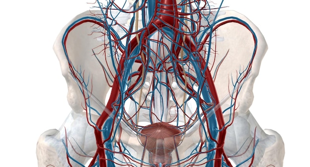 Foto el sistema venoso pélvico es responsable de llevar la sangre de las paredes pélvicas y las vísceras de vuelta a la circulación principal