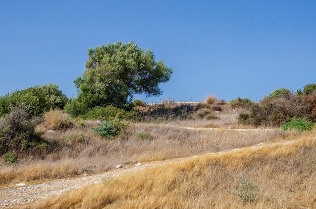 Sitio arqueológico de Kourion Los restos arqueológicos de Kourions Naturaleza pintoresca de Chipre