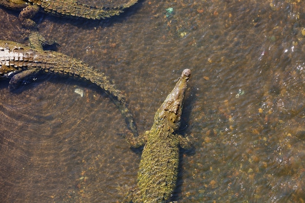 Sitio de cocodrilos en Costa Rica, Centroamérica