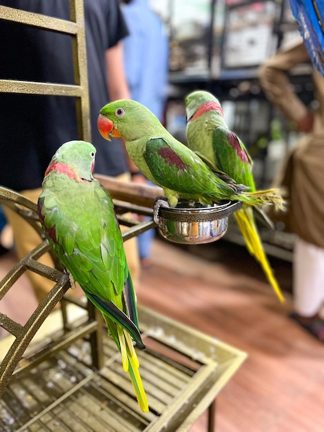 Sitt de três papagaios verdes