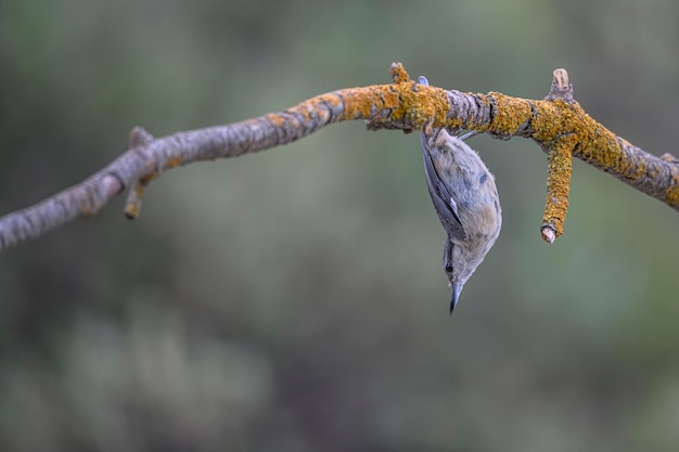 Sitta europaea der Kleiber ist eine Sperlingsvogelart aus der Familie der Sittidae