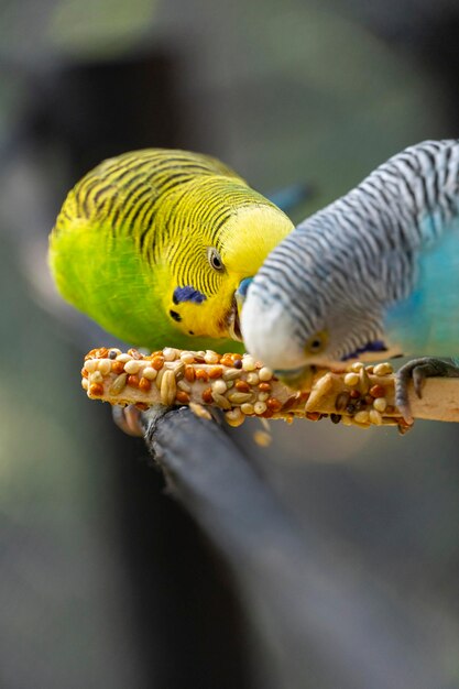 Sittichvogel, der samen isst, die auf einem drahthintergrund mit bokeh stehen schöner bunter vogel mexiko