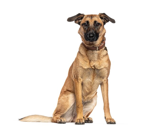 Sitting Mongrel trägt einen Hundekragen, der auf weiß isoliert ist