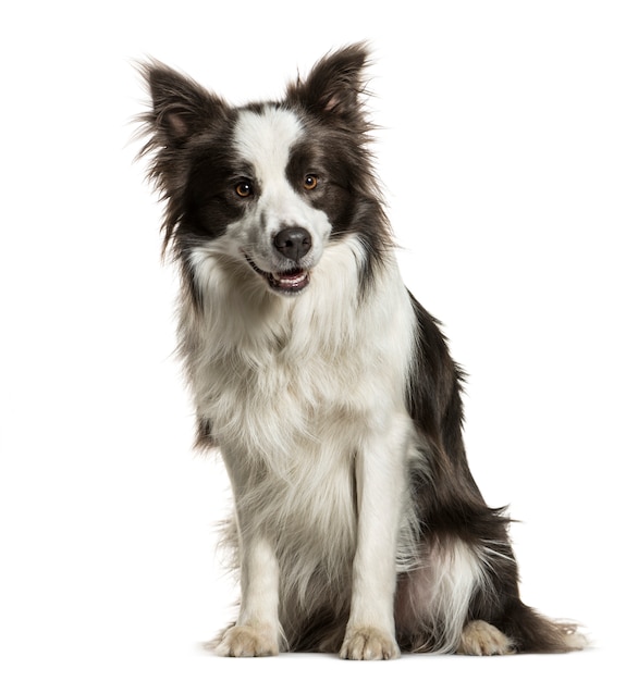 Sitzen Border Collie keuchend