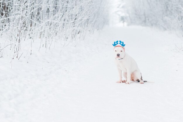 Sitzende amerikanische Bulldogge, die im Hirschgeweihrandlauf im Winterwald sitzt. Kreatives Weihnachten. Hochwertiges Foto