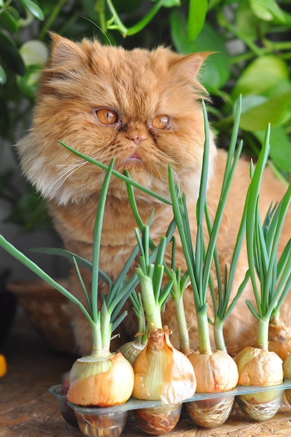 Foto sitzende rote persische katze und frühlingszwiebel