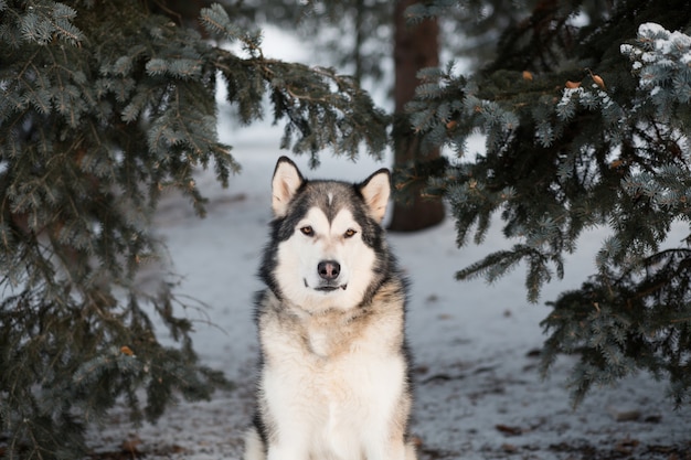 Sitzender alaskischer Malamute im Winterwald. Nahe Fichte.