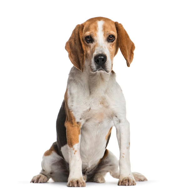 Sitzender Beagle-Hund, isoliert