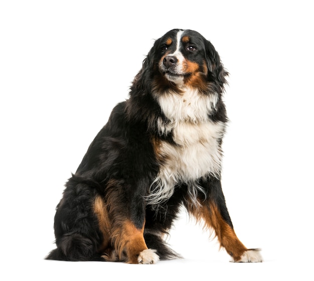 Sitzender Berner Sennenhund, isoliert