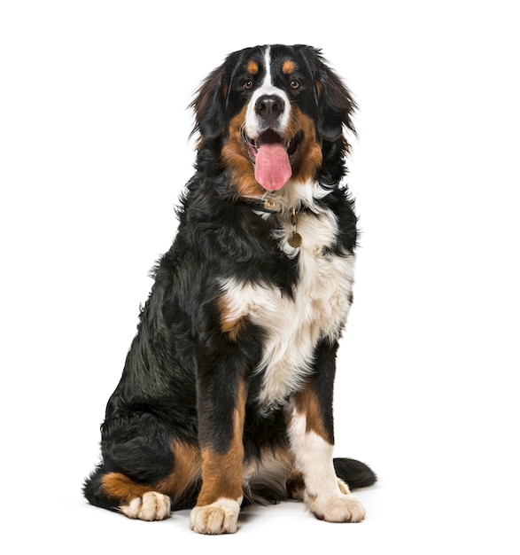 Sitzender Berner Sennenhund keuchend