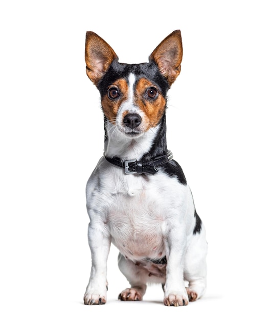 Sitzender Jack-Russell-Terrier-Hund, der ein isoliertes Halsband trägt