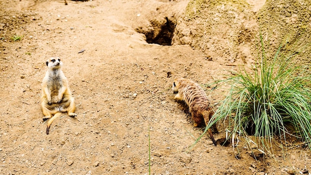 Foto sitzender meerkat