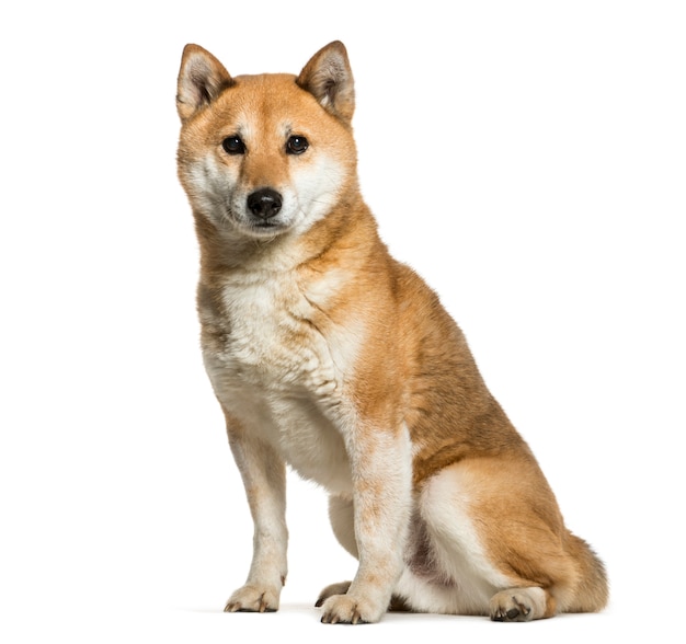 Sitzender Shiba Inu Hund