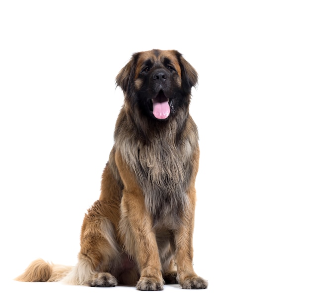 Sitzender und keuchender Leonberger Hund, isoliert