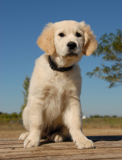 Sitzender Welpe Golden Retriever