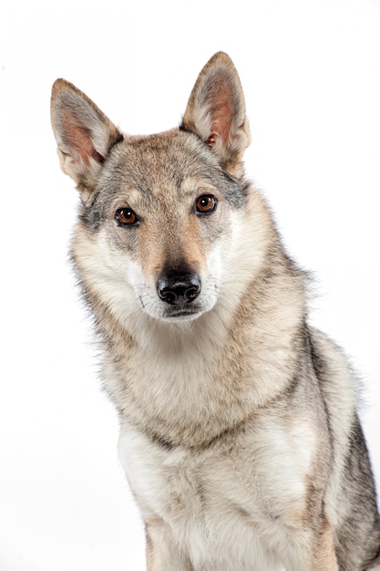 Sitzendes Anstarren des tschechoslowakischen Wolfshundes