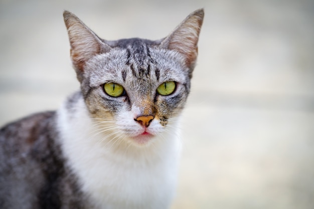 Sitzendes Augengelb der kleinen braunen Katze auf dem Hintergrund