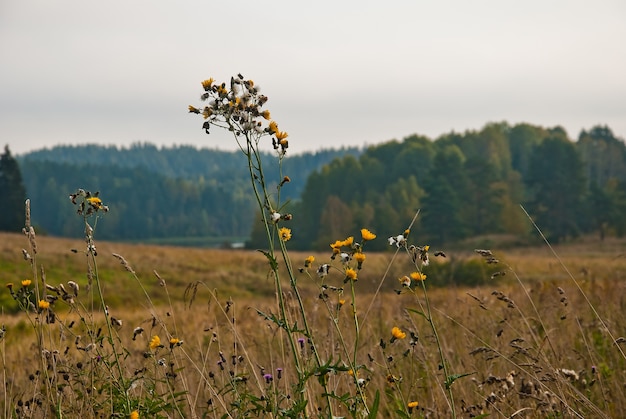 Skandinavische Landschaft. Herbstwald in Südkarelien