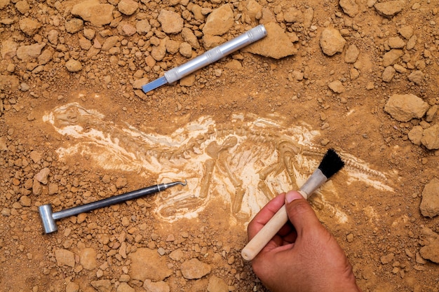 Skelett und archäologische Werkzeuge. Training für Grabfossil