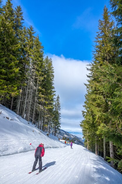 Skigebiet bei sonnigem wetter. hoher fichtenwald. skifahrer auf einer schmalen und sanften skipiste