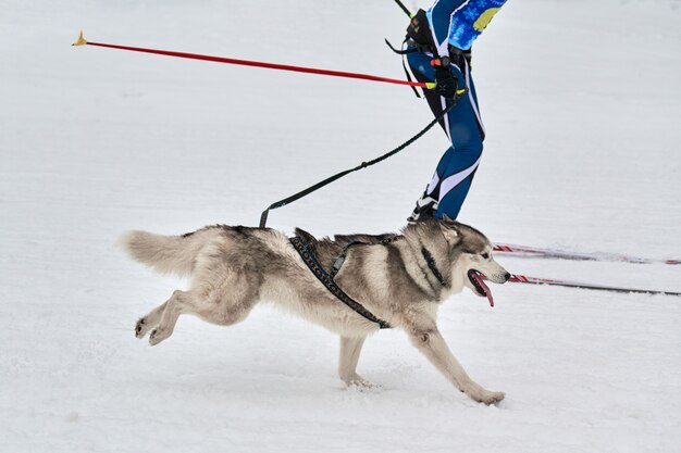 Skijöring Hunderennen im Winter