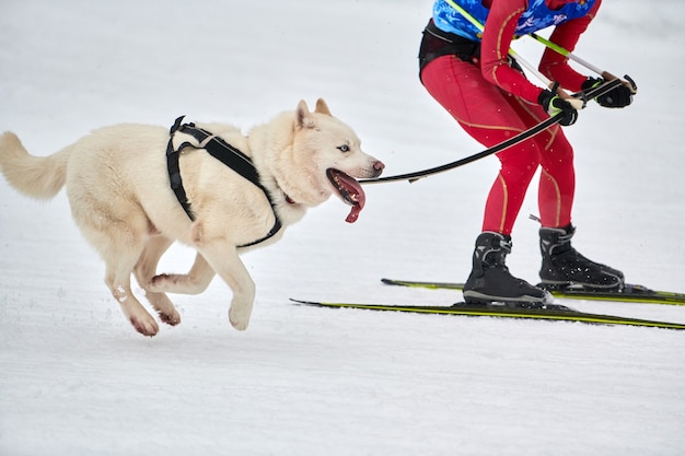 Skijöring Hunderennen im Winter