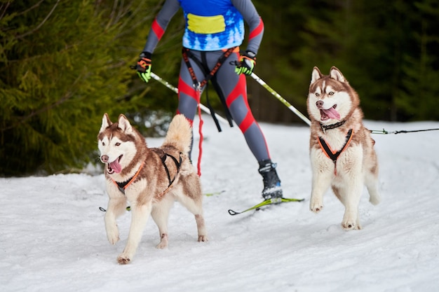 Skijöring Hunderennen. Winterhundesportwettbewerb. Siberian Husky Hund zieht Skifahrer