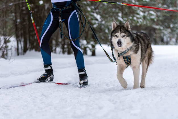 Skijöring mit Schlittenhunden. Husky Schlittenhund ziehen Hundemusher. Sportmeisterschaftswettbewerb.