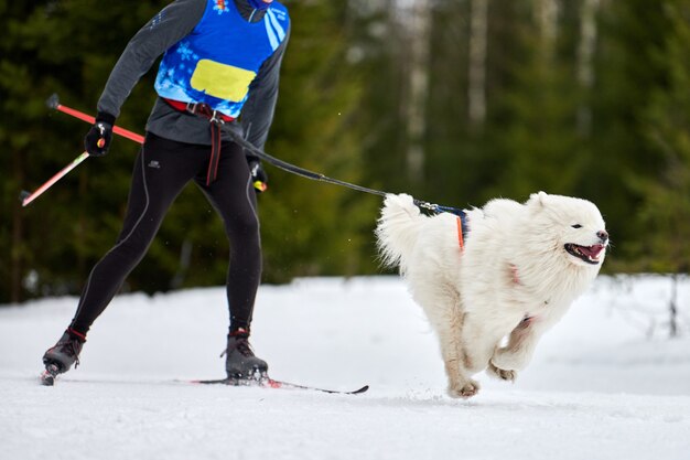 Skijoring cão correndo com pessoa