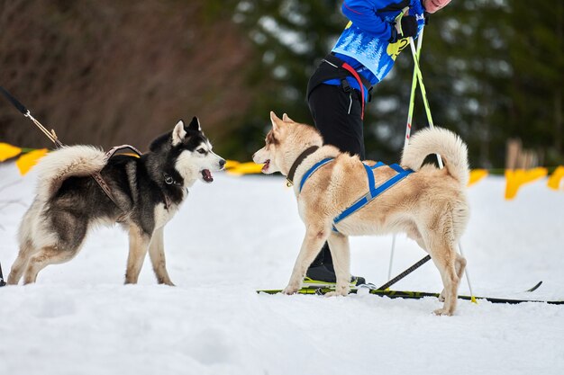 Skijoring com cães de corrida no inverno