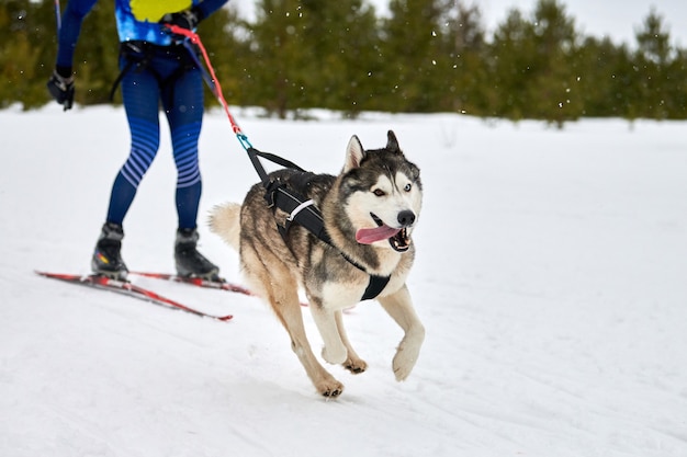 Skijoring dog racing com participante