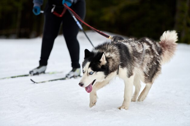 Skijoring dog racing