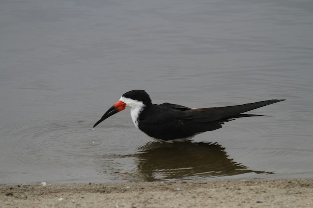 Skimmer negro de pie en la costa