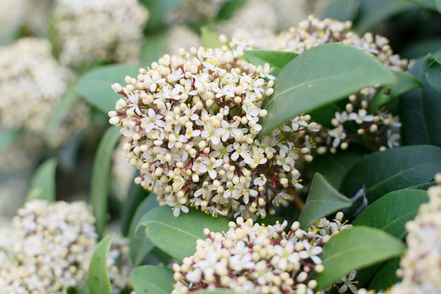 Skimmia japonica Blumen oder japanische Skimmia blühende Pflanze