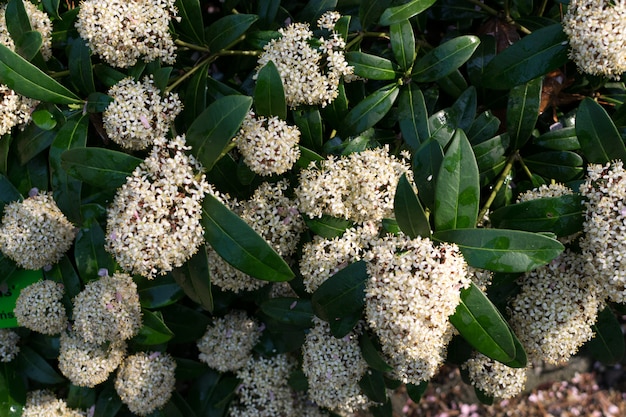 Skimmia japonica flores o planta floreciente de skimmia japonesa