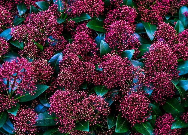 Skimmia japonica pabella a la venta en la tienda. la elección de las plantas de la casa