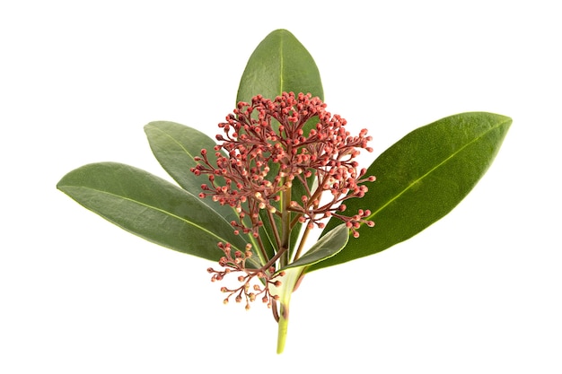 Skimmia japonica Zweig isoliert auf weißem Hintergrund