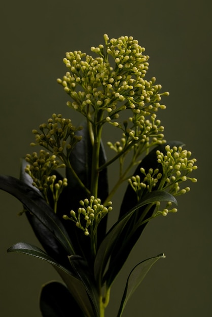 Skimmia nube fragante capullos nombre latino skimmia japonica nube fragante sobre fondo verde