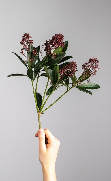 Foto skimmia rubella flores ramas de plantas florales en la mano sosteniendo suave tierna delicada belleza florística con hojas