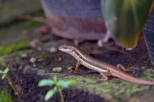 Skink animal closeup