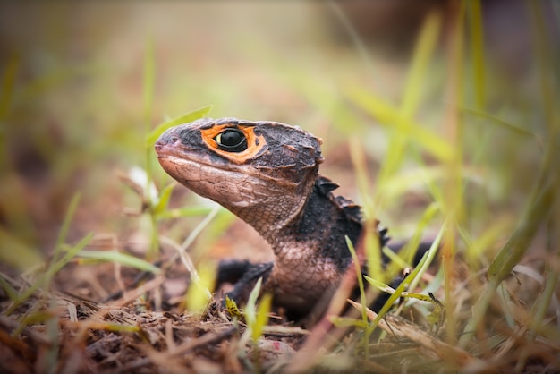 Skink de cocodrilo en madera en bosque tropical