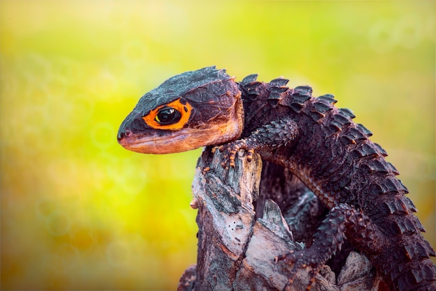 Skink de cocodrilo en ramitas