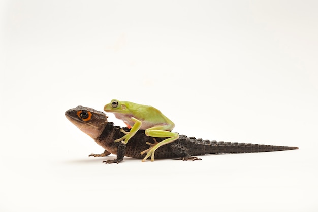 Skink de cocodrilo sobre fondo blanco.