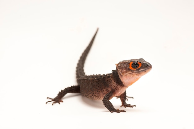 Skink de cocodrilo sobre fondo blanco.