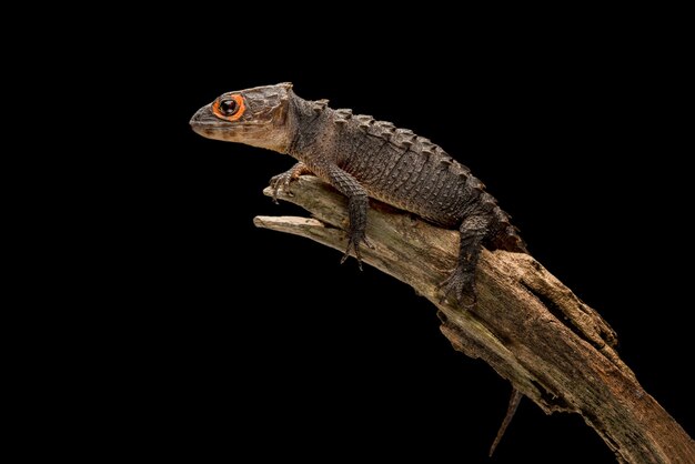 Skink de cocodrilo sobre fondo negro